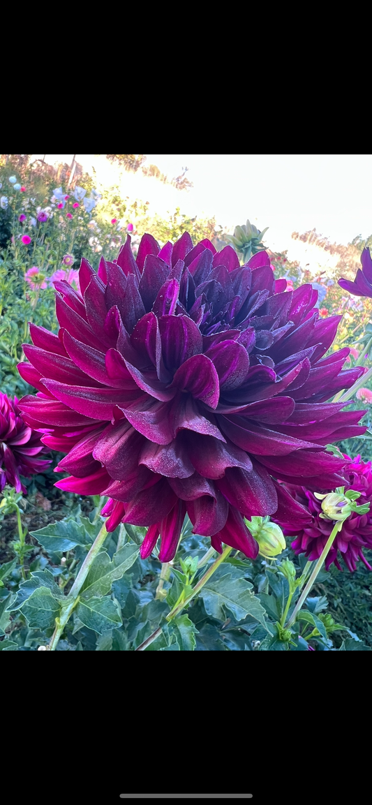 HOLLYHILL BLACK BEAUTY